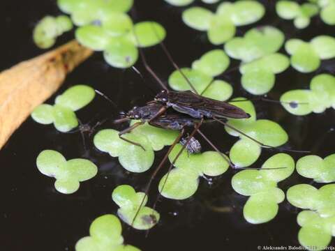 Image of Common pond skater