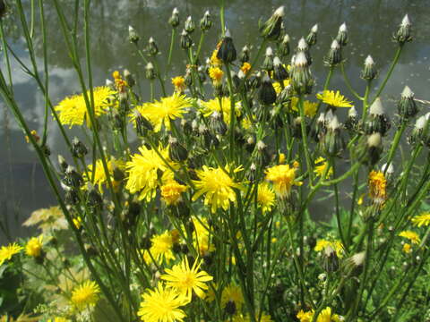 Image of rough hawksbeard