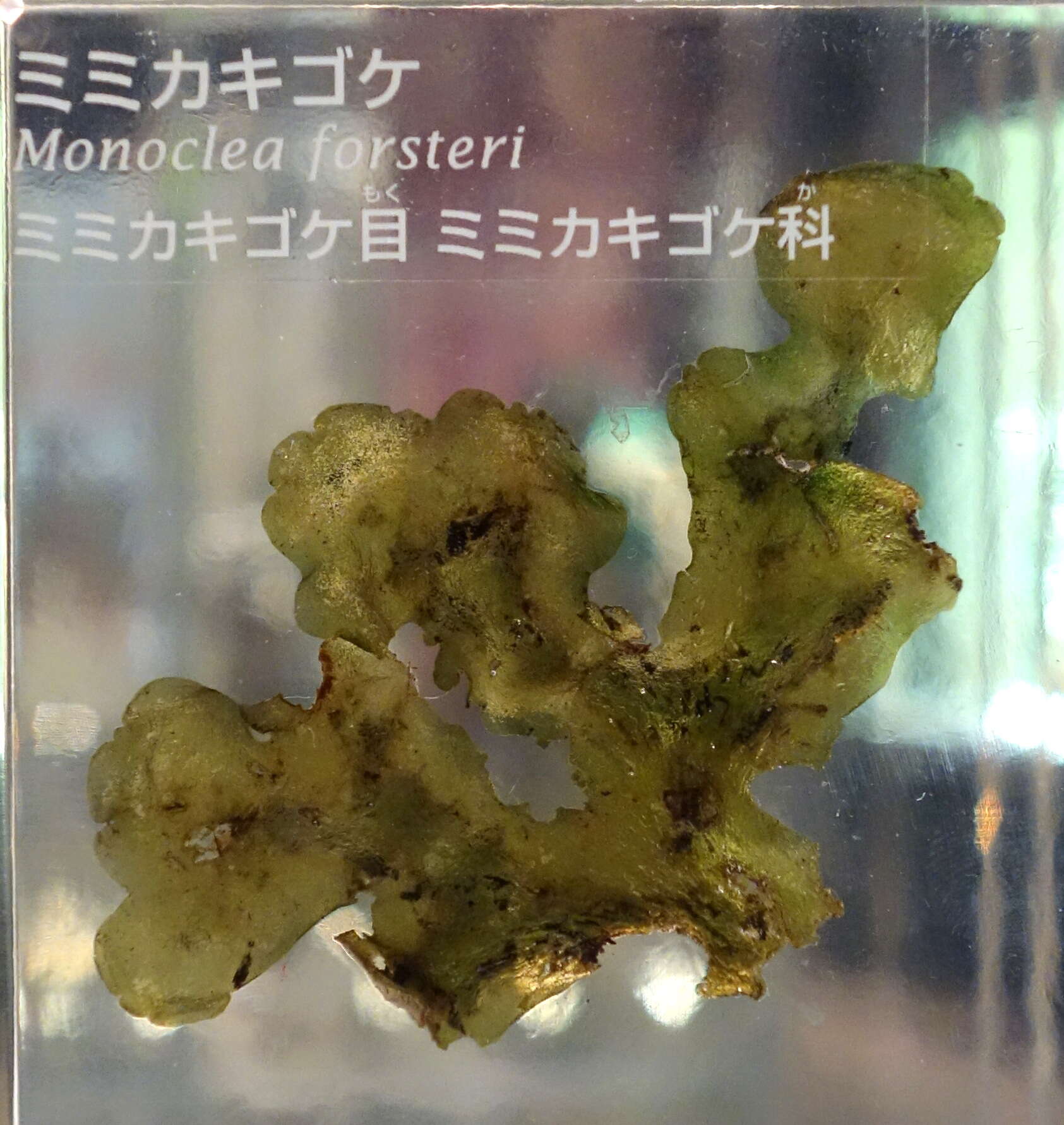Image of Monoclea forsteri Hook.
