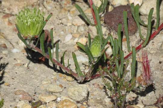 Image of Leucospermum saxatile (Salisb. ex Knight) Rourke