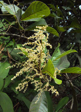 Image of Meliosma simplicifolia (Roxb.) Walp.