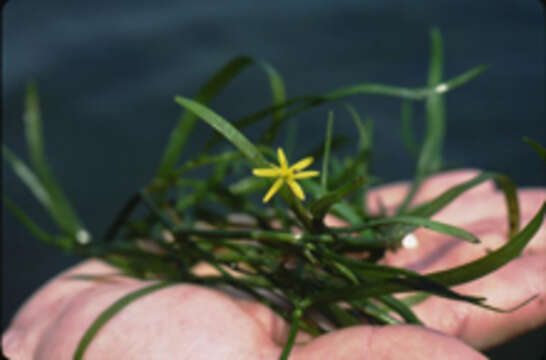 Image of grassleaf mudplantain