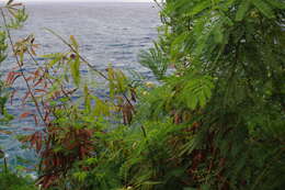 Plancia ëd Leucaena leucocephala (Lam.) de Wit