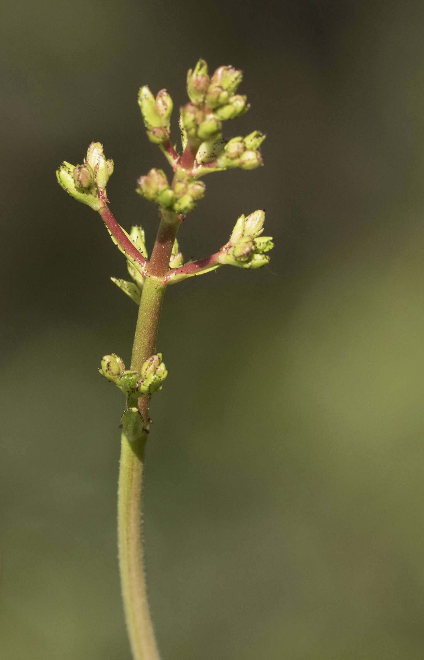 Image of Hypericum lanuginosum Lam.