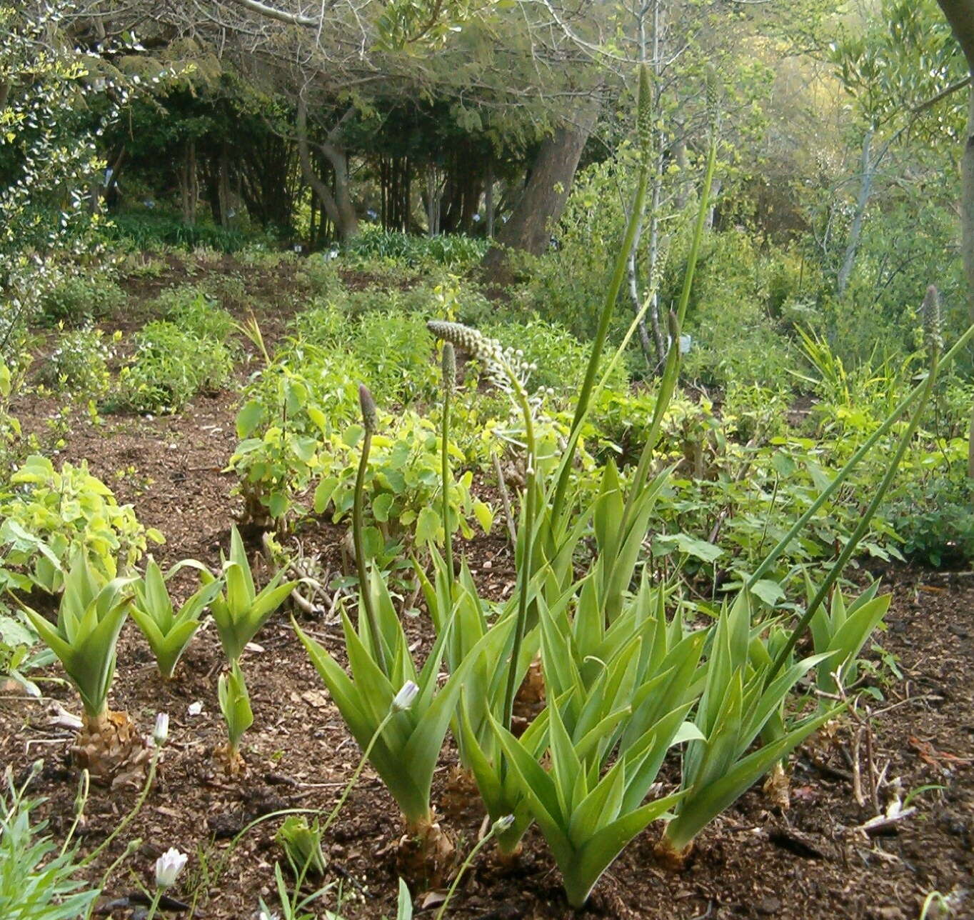 Image of Large blue squill