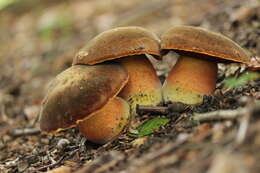 Image of Neoboletus luridiformis (Rostk.) Gelardi, Simonini & Vizzini 2014