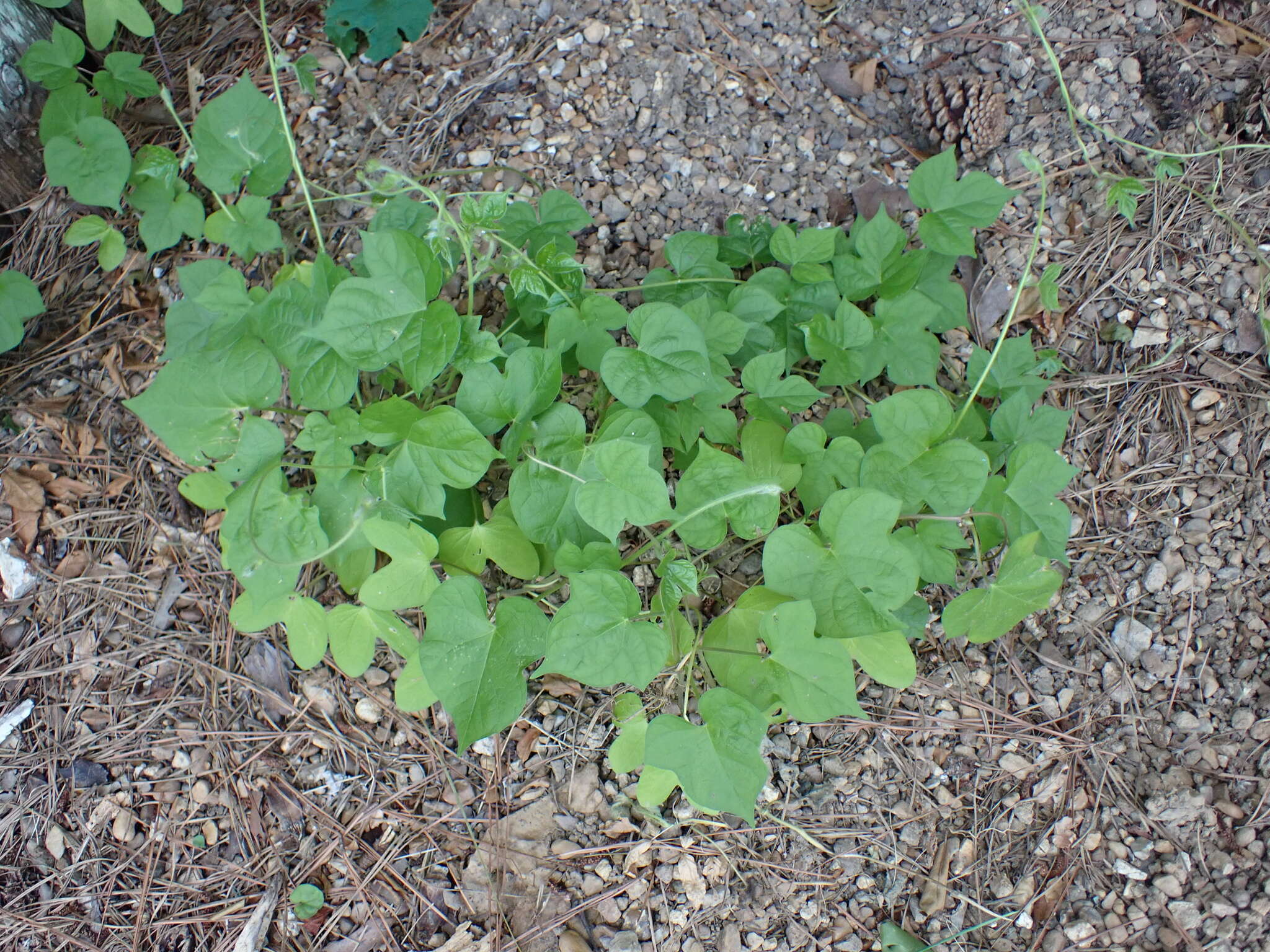 Image of Ivyleaf morning-glory