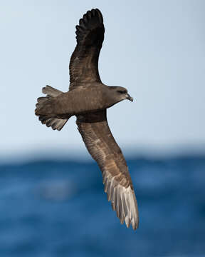 Image of Great-winged Petrel