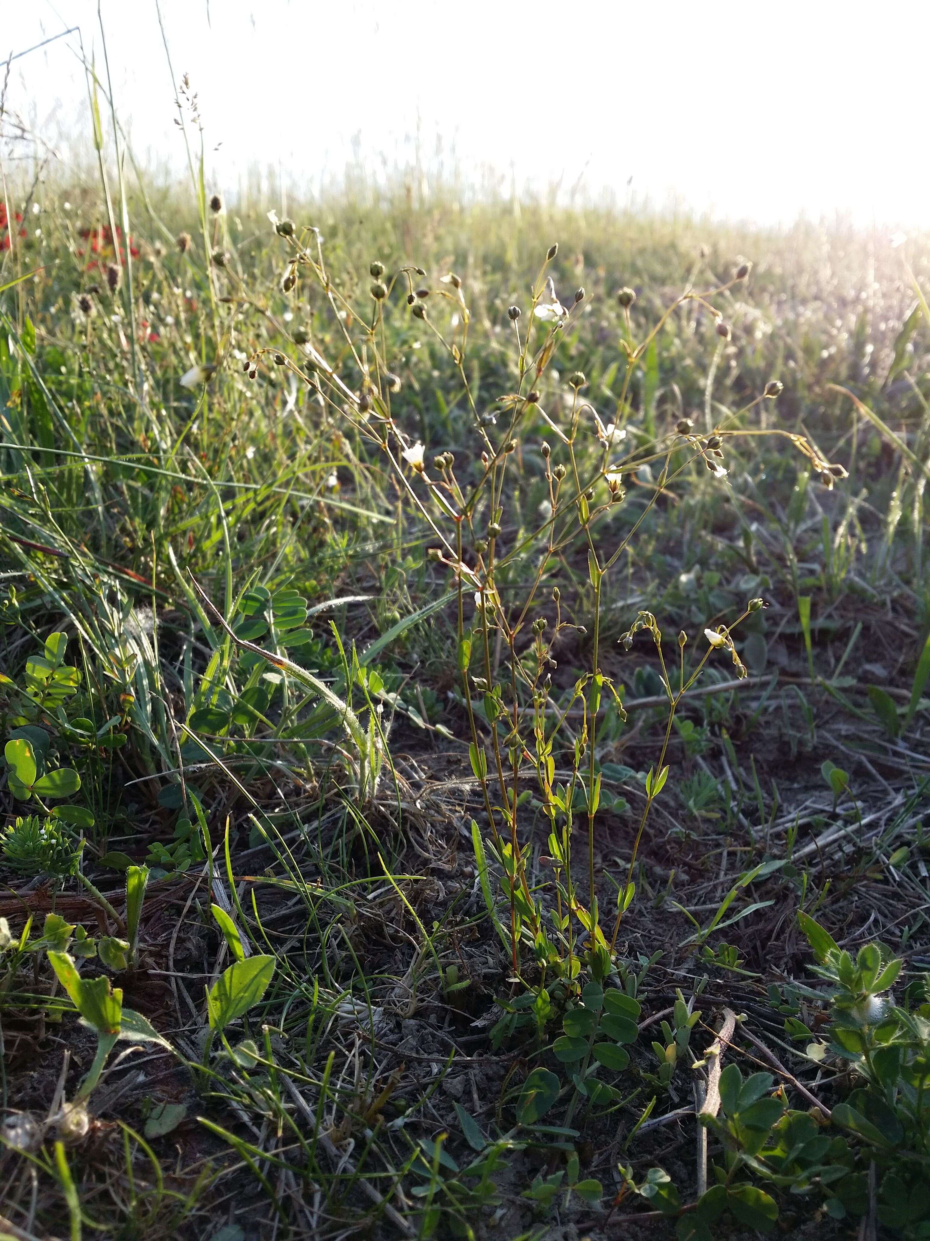 Image of purging flax, fairy flax