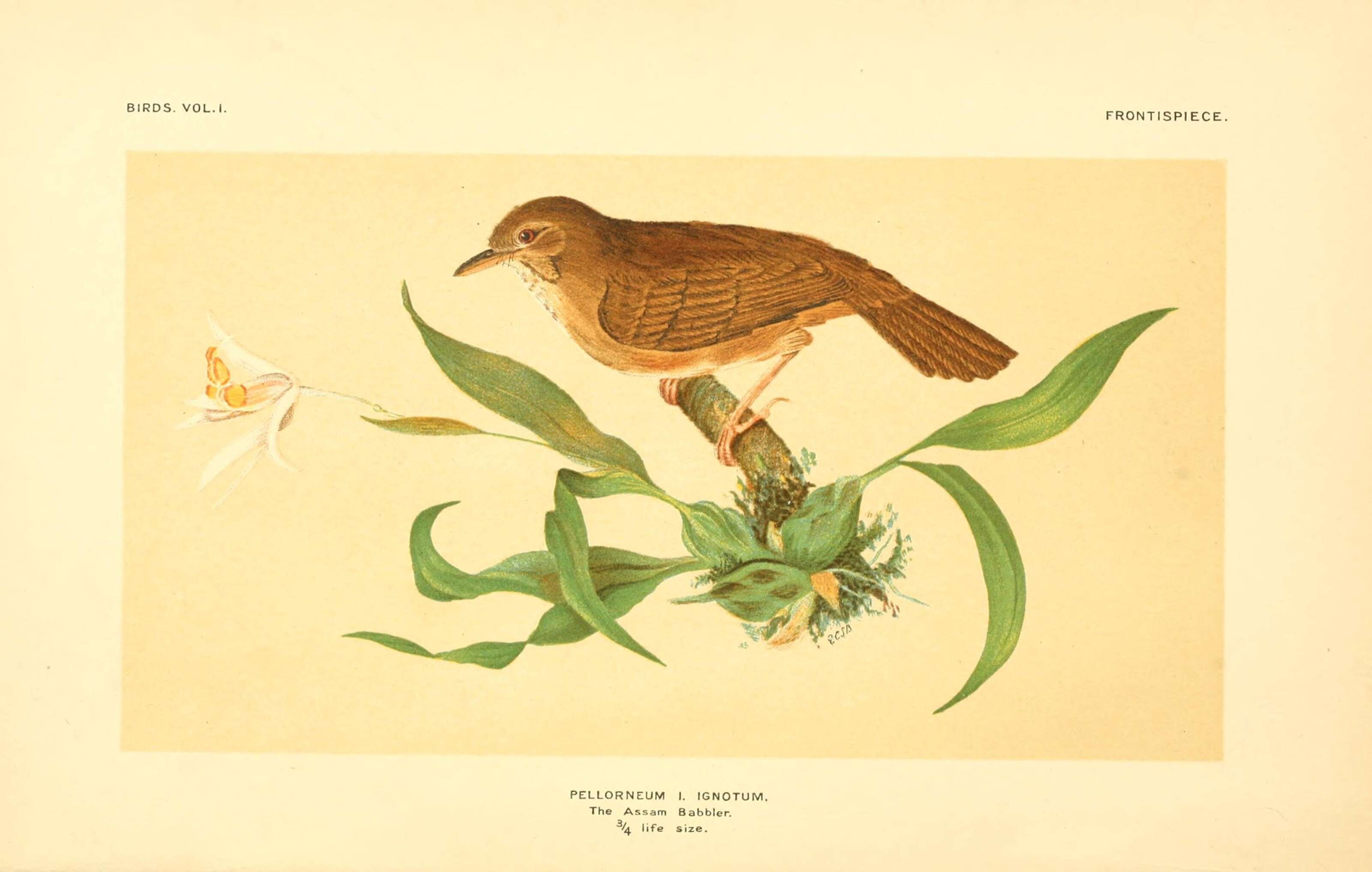 Image of Spot-throated Babbler