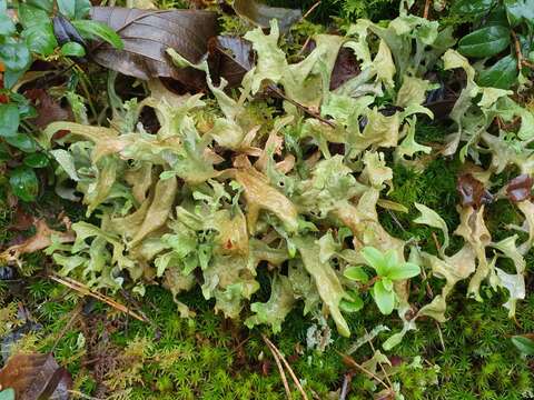 Image of island cetraria lichen