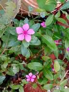 Image of Madagascar periwinkle