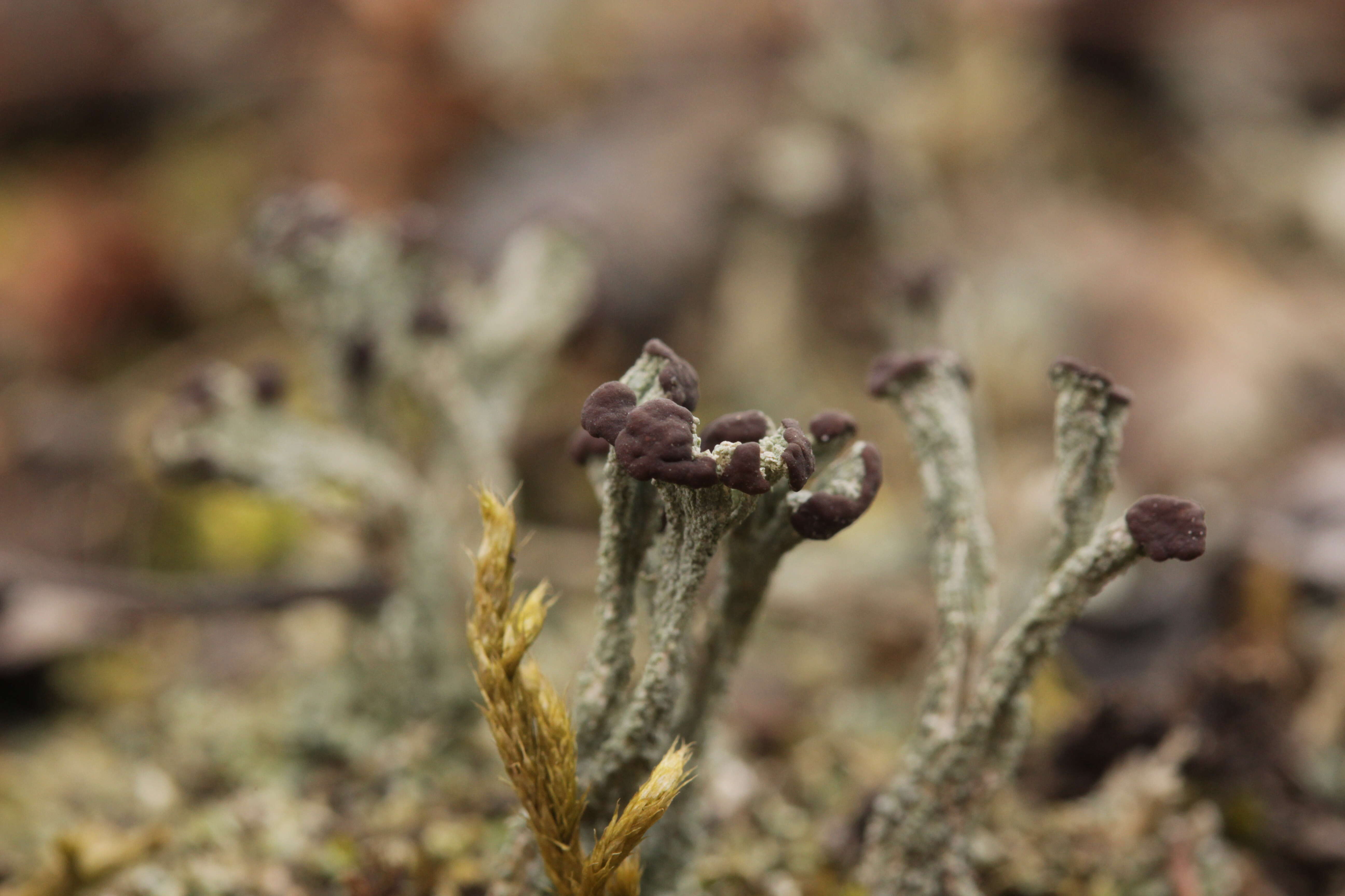 Image of cup lichen