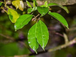 Image of Kurogane holly