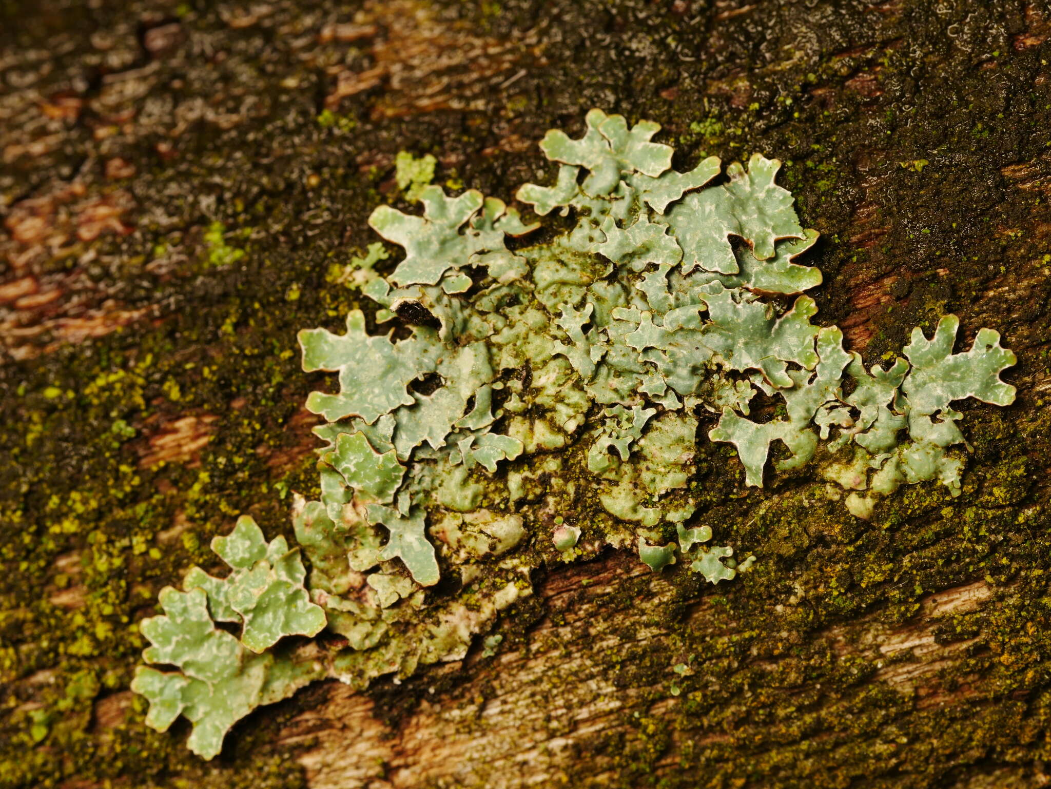 Plancia ëd Parmelia sulcata Taylor