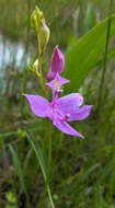 Image of tuberous grasspink