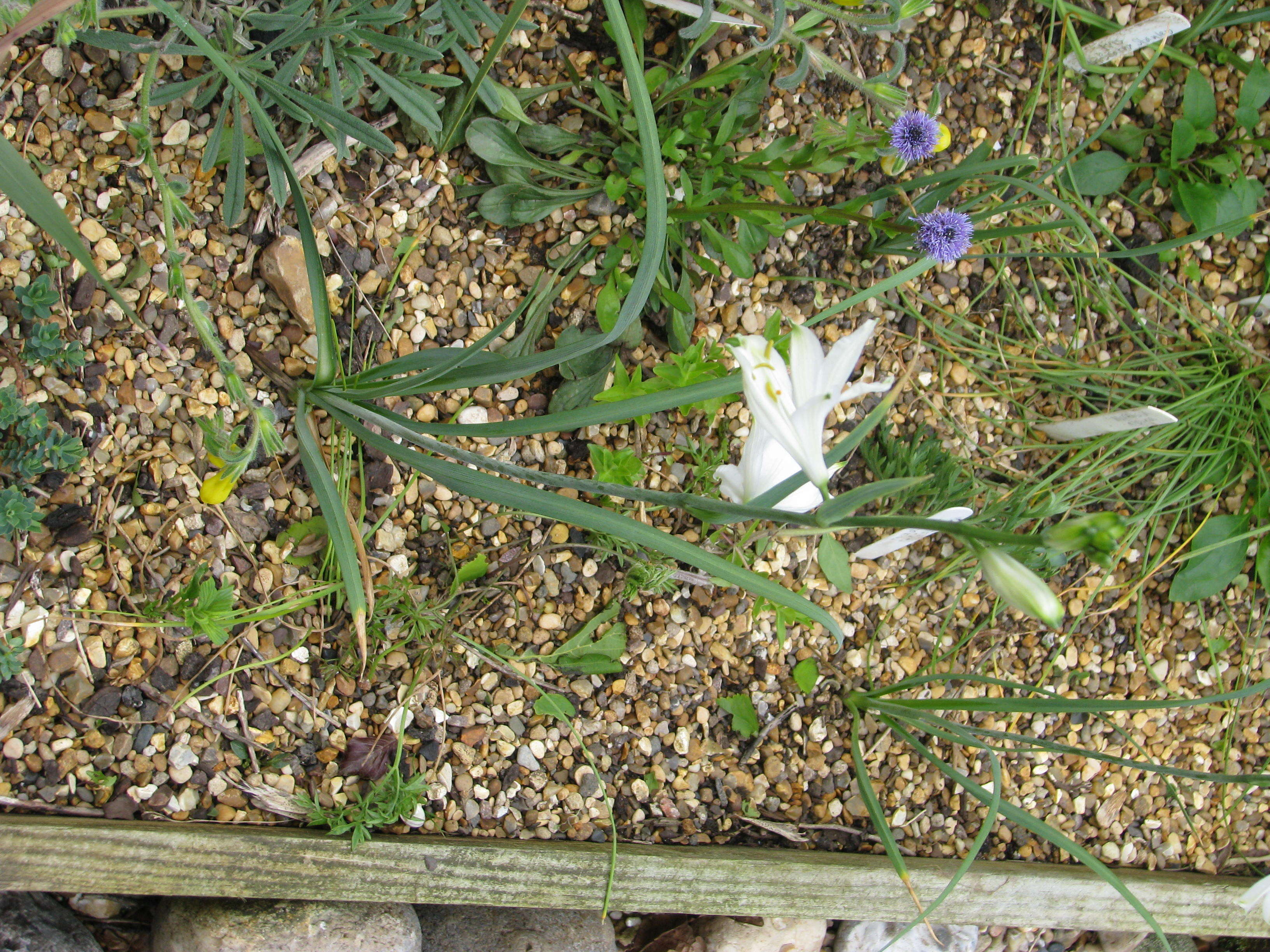 Image of St. Bruno's Lily