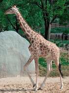 Image of Kordofan giraffe