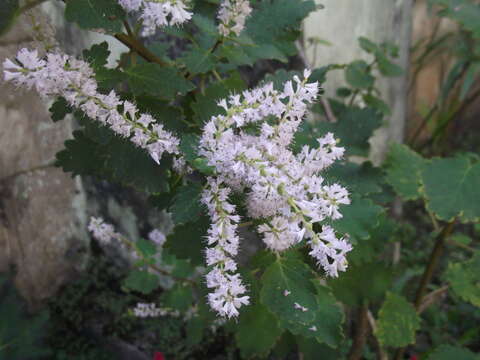 Image of Ginger Bush