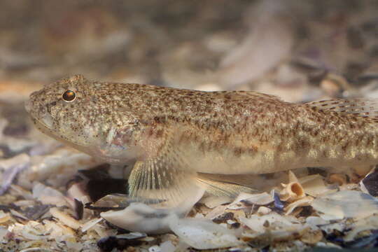 Image of Marbled Goby