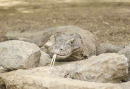 Image of Komodo Dragon