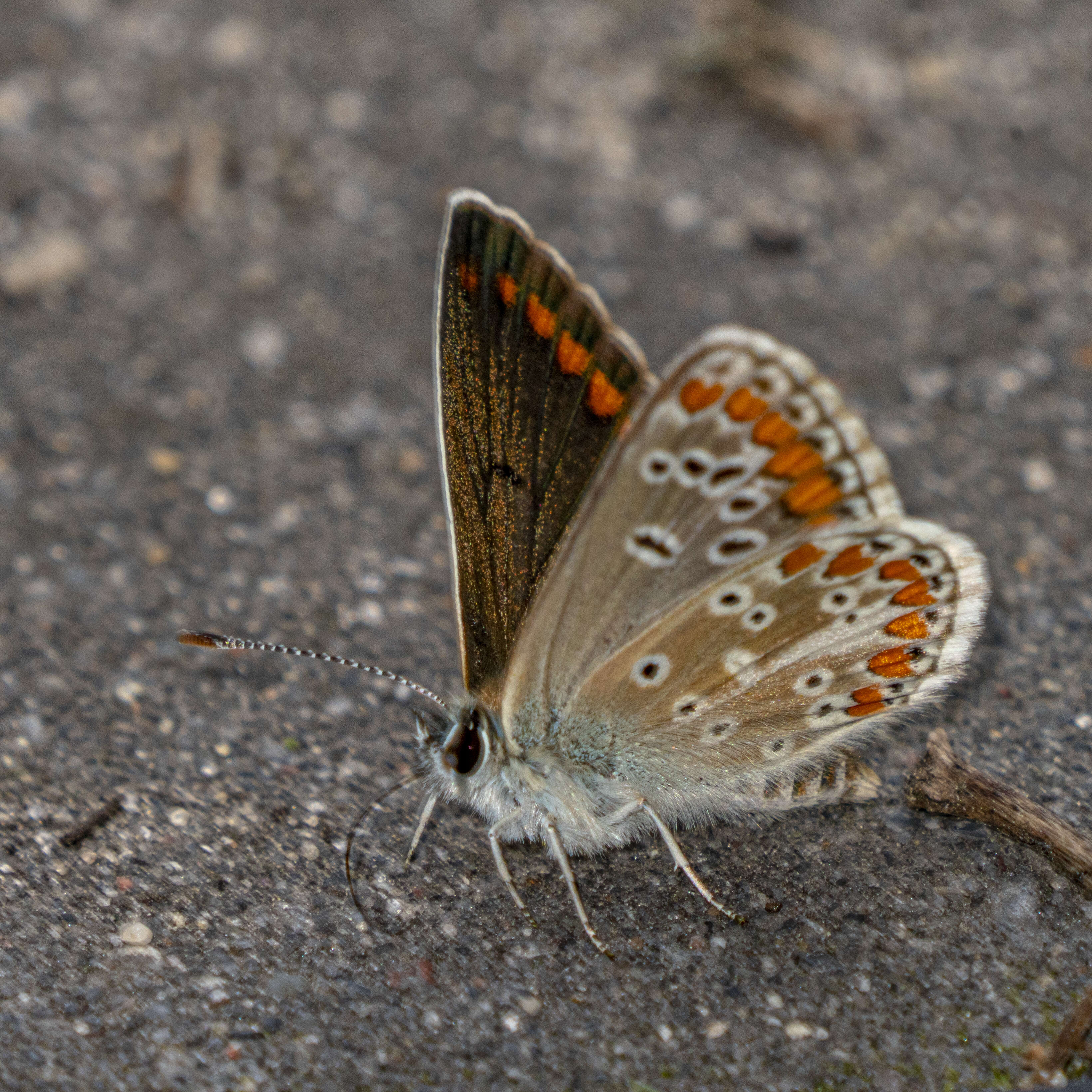 Image of brown argus