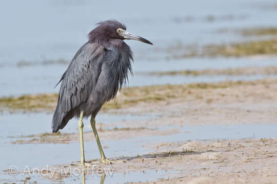 Image of Little Blue Heron