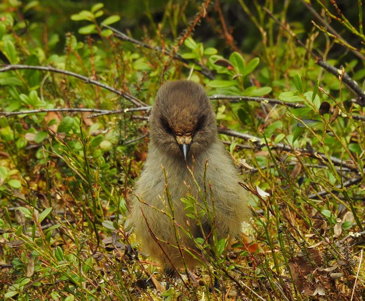 Image of Siberian Jay