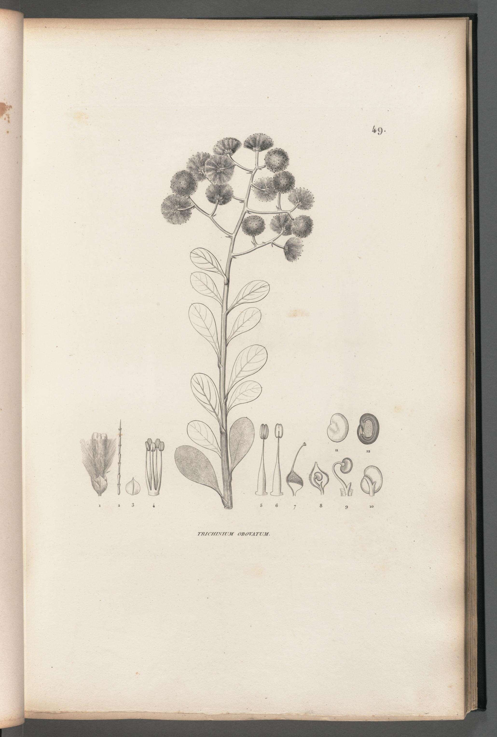 Image de Ptilotus obovatus (Gaudich.) F. Müll.