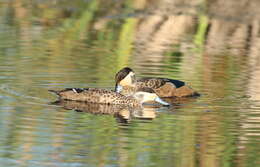 Image of Blue-billed Teal