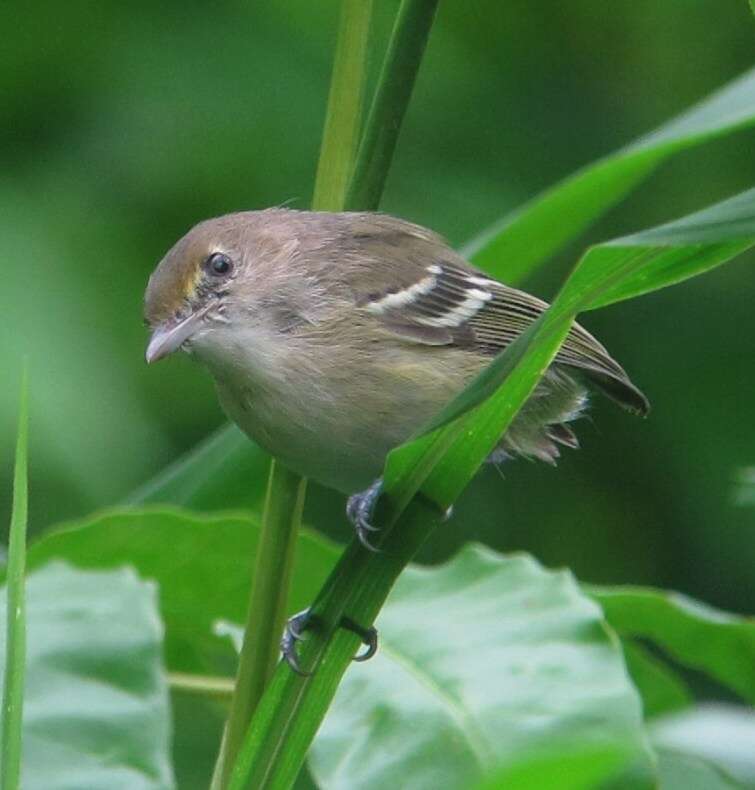 Слика од Vireo caribaeus Bond & Meyer de Schauensee 1942