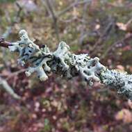 Image of Powder-headed tube lichen