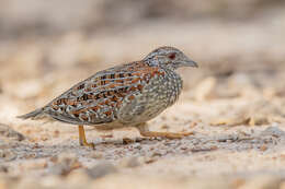 Image of Painted Buttonquail