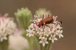 Image of Nemognatha (Meganemognatha) lurida (Le Conte 1853)