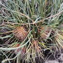 Image of Banksia subulata (C. A. Gardner) A. R. Mast & K. R. Thiele