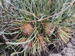 Image of Banksia subulata (C. A. Gardner) A. R. Mast & K. R. Thiele