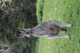 Image of kangaroo