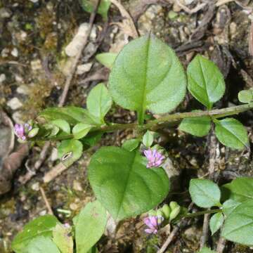 Image of Polygala tatarinowii Regel