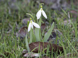 Image of giant snowdrop