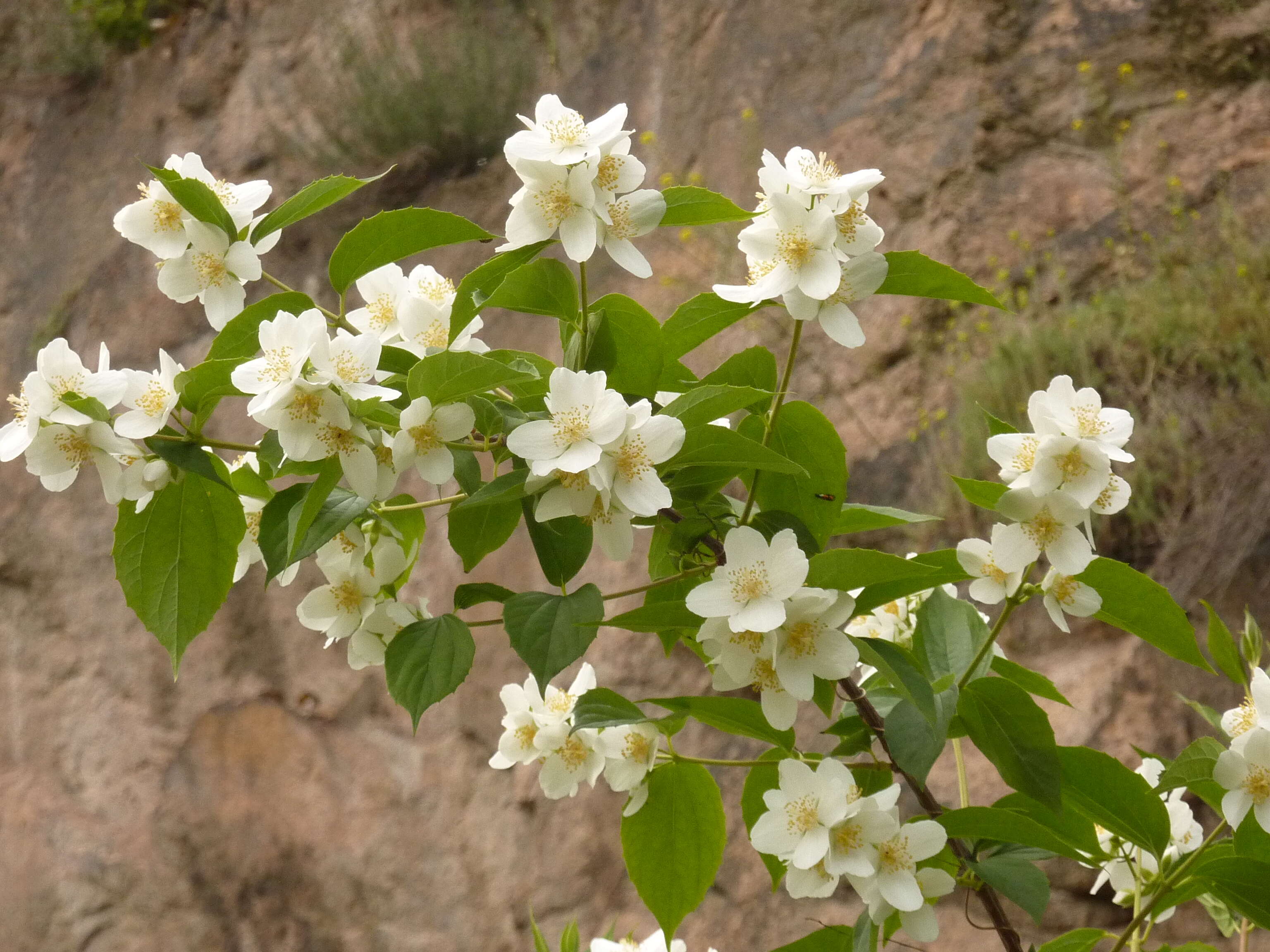 Image of sweet mock orange