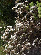 صورة Ageratina adenophora (Spreng.) R. King & H. Rob.