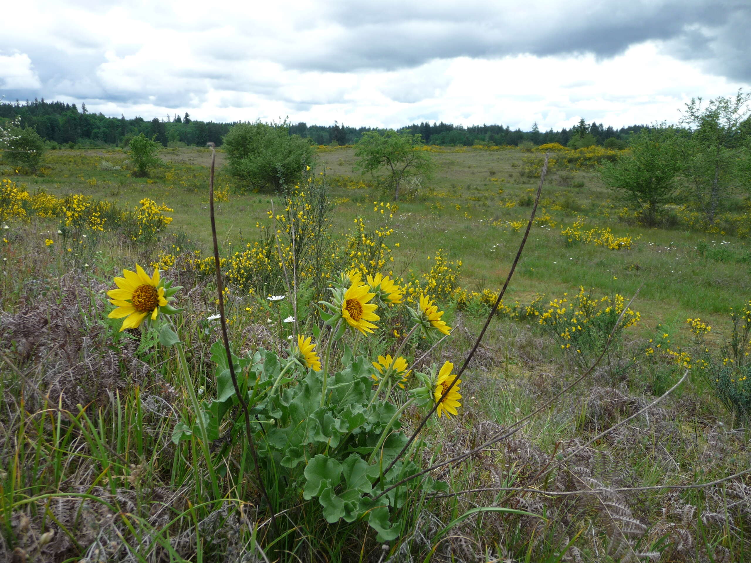 Image of deltoid balsamroot