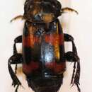 صورة Nicrophorus (Nicrophorus) validus (Portevin 1920)