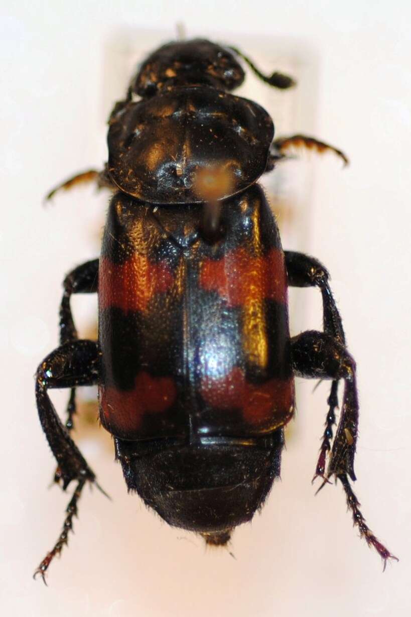 Nicrophorus (Nicrophorus) validus (Portevin 1920) resmi