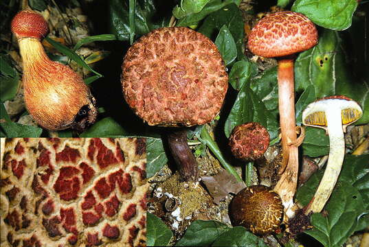 Image of Boletellus emodensis (Berk.) Singer 1942