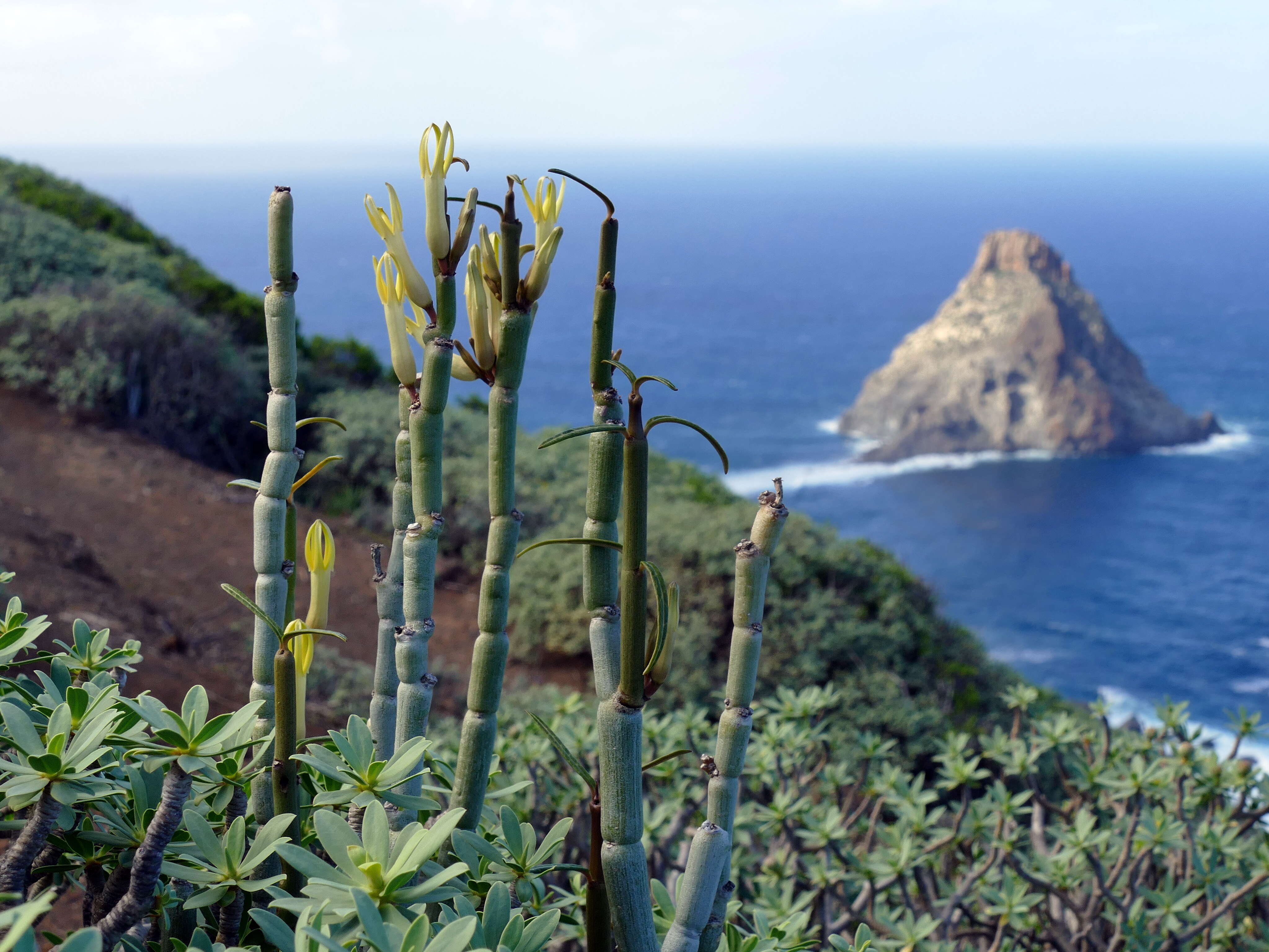 Image de Ceropegia dichotoma Haw.