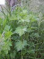 Image of common wormwood