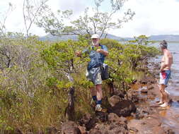 Image of New Caledonia retrophyllum