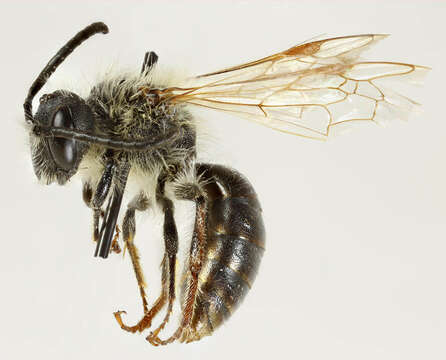 Image of early mining bee