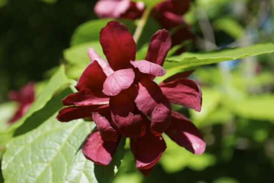 Image de Calycanthus floridus L.